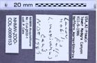 Etiketten zu Lacon nobilis (NHMW-ZOO-COL-0008153)